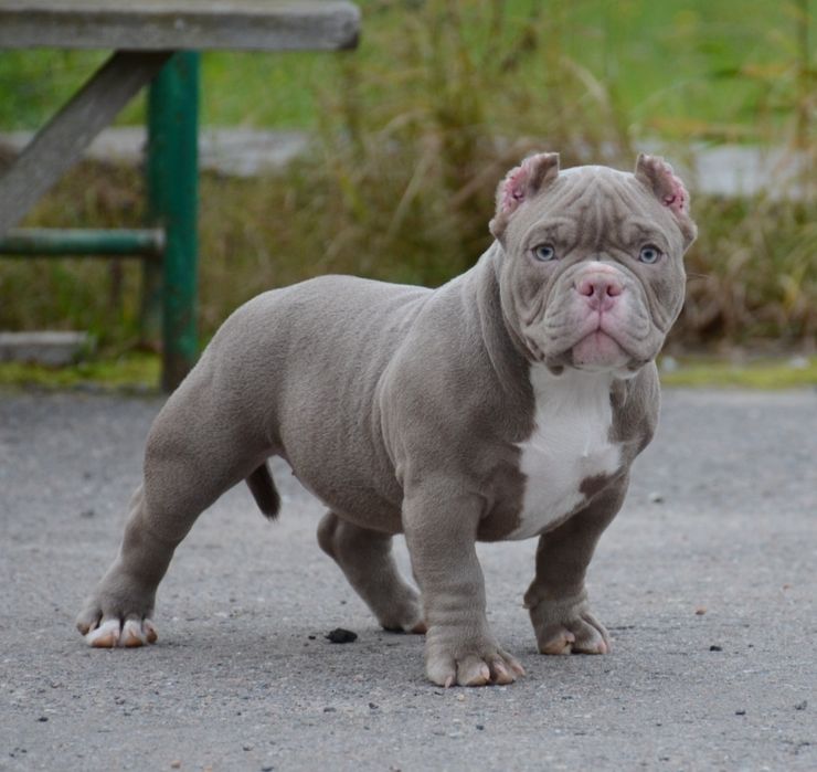 Американские Булли Премиум-класса!