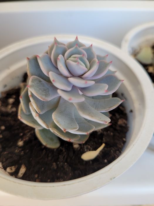 С у к к у л е н т ы.