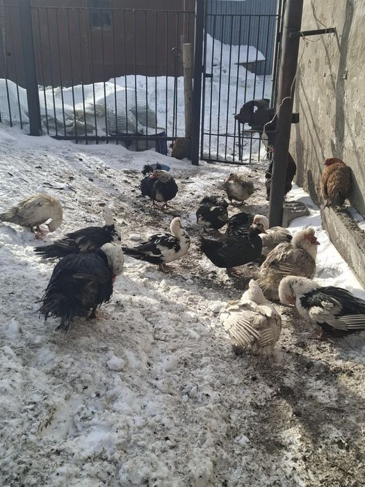 Продам индоуток белые и цветные