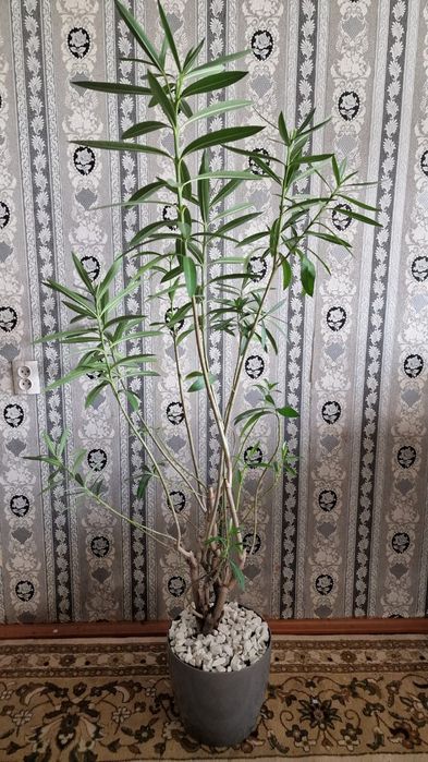 Продам розовый махровый оллеандр