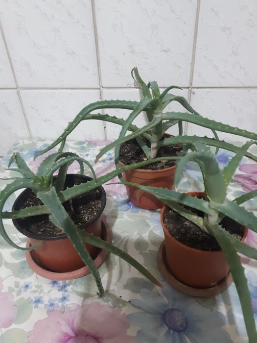 Алоэ лекарственный