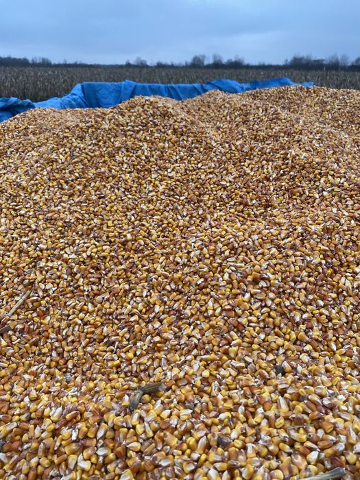 Vand porumb pret 110 negociabil