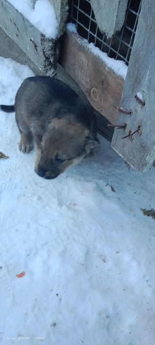 Щенки обычная дворняшка