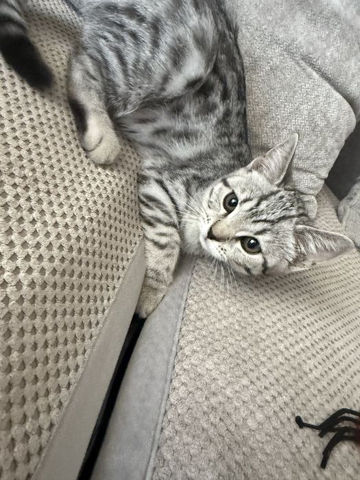 Шотландский скоттиш страйт