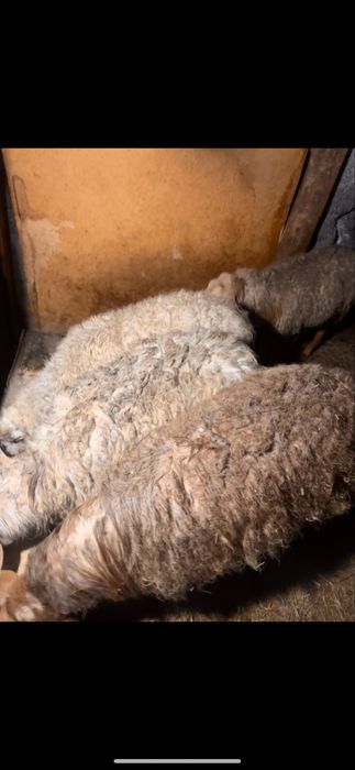 Қой, тұсақ, сек