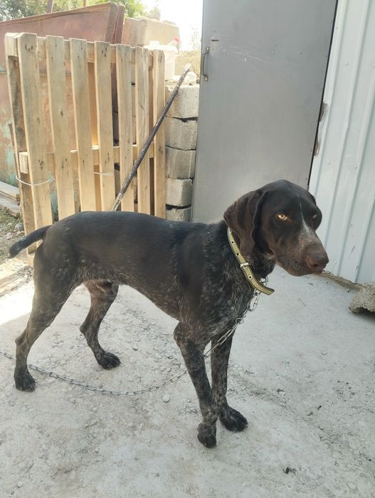 Найдено потерашка собока породы  курцхар  коричневого окраса с. Акырто