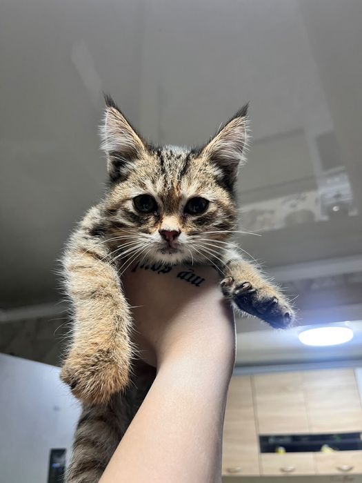 Маленькое счастье ищет дом!
