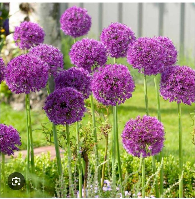 Семена своих цветов