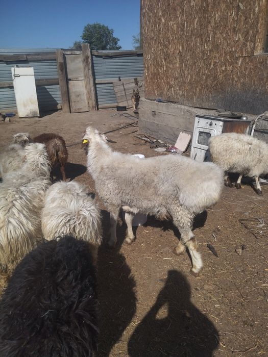 Скот и животные. Бараны