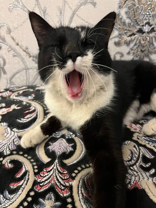 Отдам кота в добрые руки