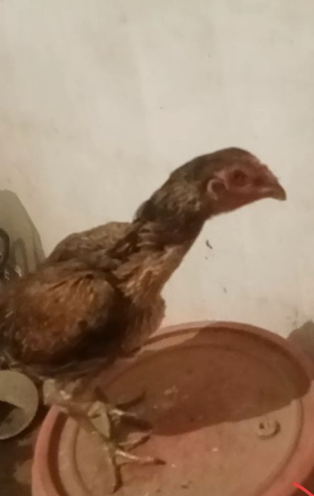 Дакан бойцовские куры