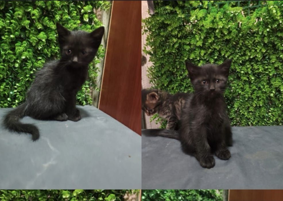 Отдам котят в хорошие руки