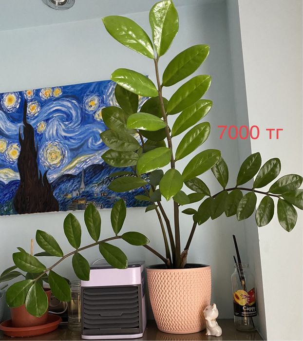 Продам фикусы: фикус эластика,  долларовое дерево!