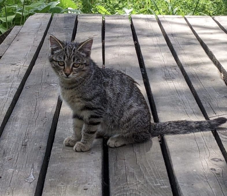 Котята 4-х месяцев ищут хозяенв