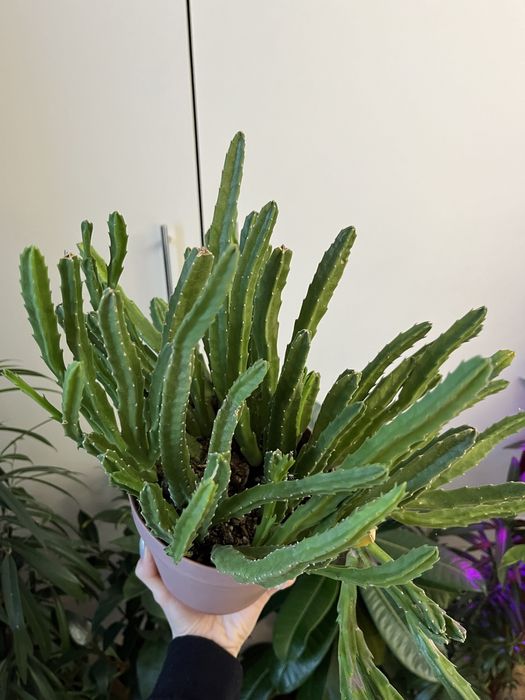 Цветок кактус Стапелия