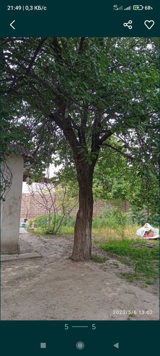 Катта Ўрик ва яна 2 та дарахт сотилади