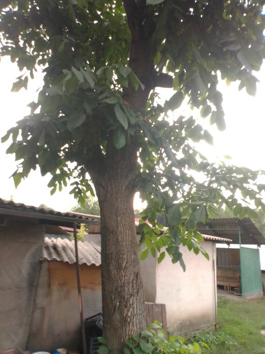 Продам дерево орех