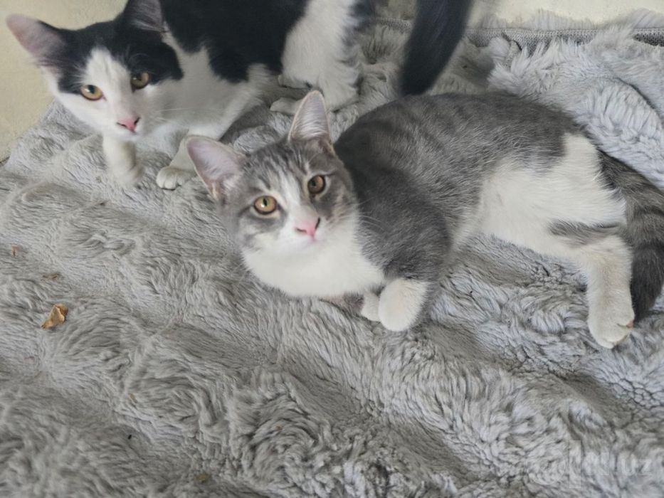 Кошечка серая и рыжие коты от мамы Турецкой Ангорки