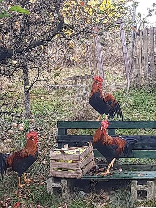 Cocoși de rasa italiani