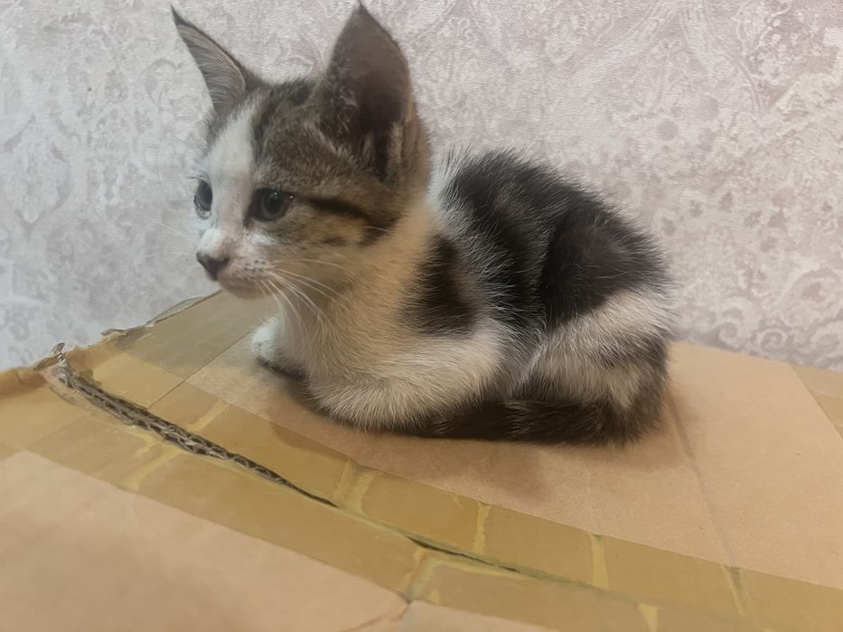 Eshakda mini kamera bilan ichkaridan jinsiy aloqa