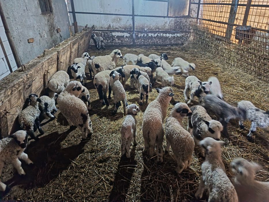Vând 50 de oi cu miei lângă ele tinere miori și strămiori