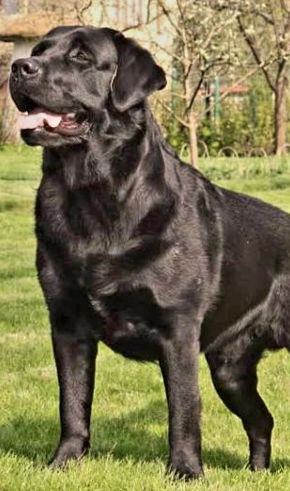 Щенки лабрадора на день влюблённых