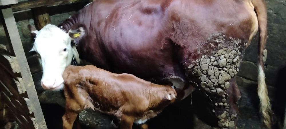 Продам корову первотелка, с теленком.