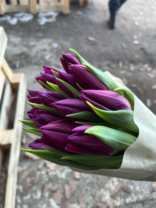 Тюльпаны оптом Беларусь