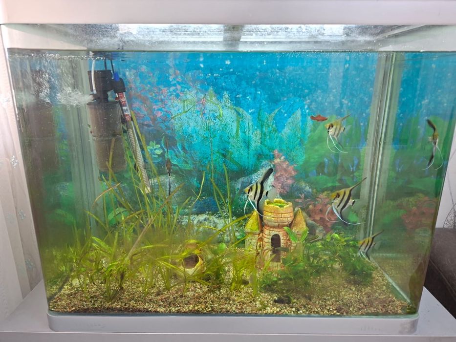 Аквариум рыбы продается