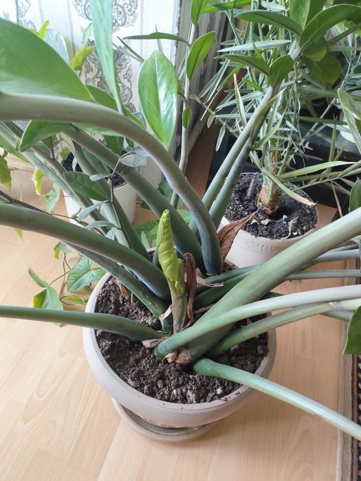 Продам замиокулькас