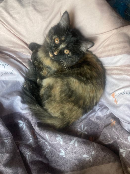 Отдаем в хорошие руки