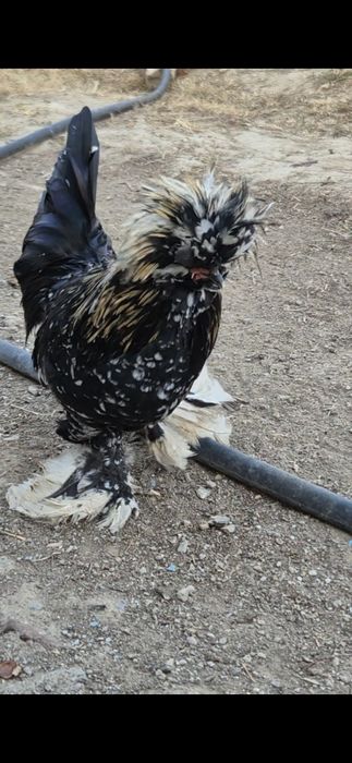 Султанка молодой қораз сатылады