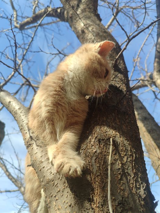 отдам котенка в добрые руки