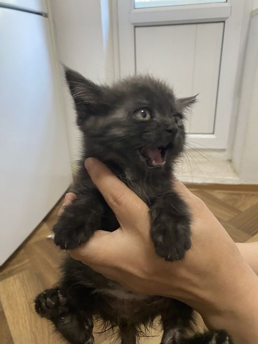Маленький котенок 1,5 месяц