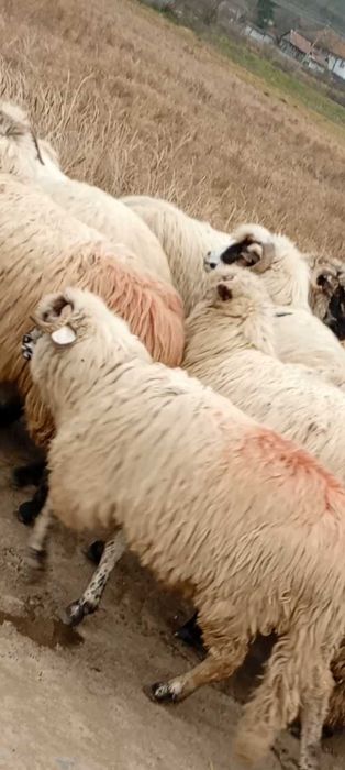 Vând doua carlane Frumoase