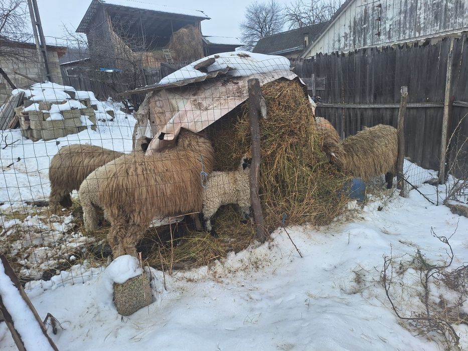 Vând 4 oi cu mei prima fătare 11 milioane vechii bucata