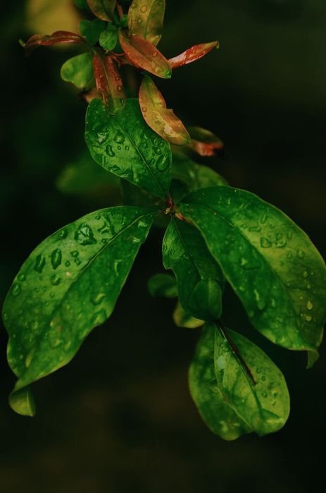 Tamron 18-200mm f3.5-6.3 XR Di II LD обектив Никон