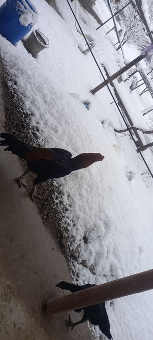 Dakan endi bir yoshar