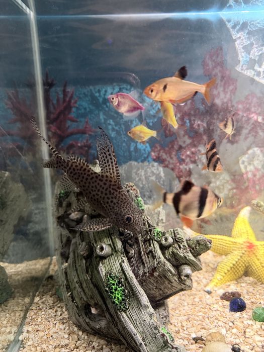 Аквариум с рыбками