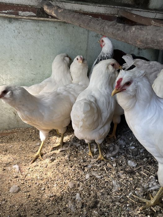 Продам семью амераукана