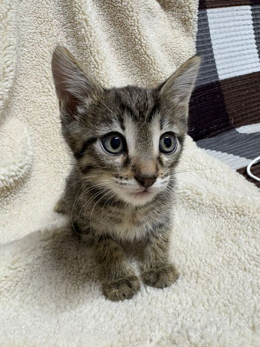 Отдам бесплатно котят