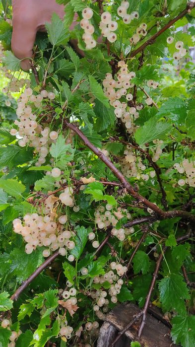 Продам дачу в садоводстве "Здоровье"