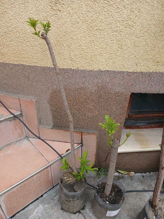 Soc galben Sambucus nigra aurea, ghiveci 5 l
