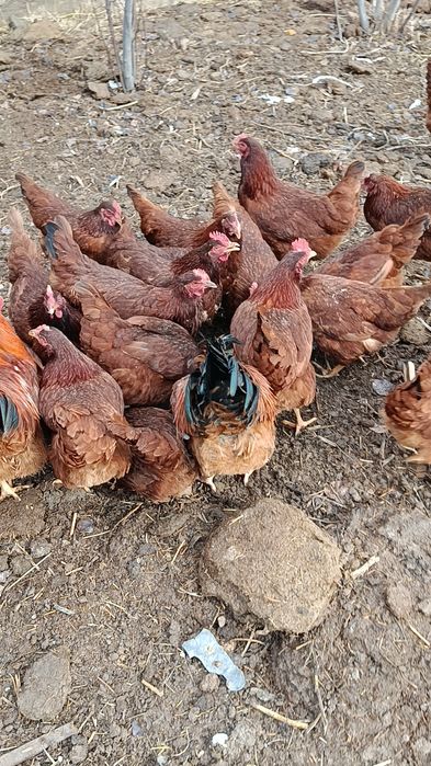 Корея Хан ҳеяп товуқ ва хўроз