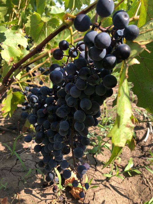 Vand struguri de vin