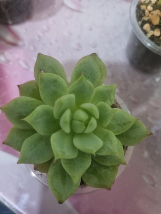 Продам Сукуленты
