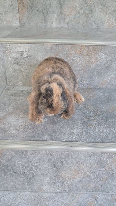 Iepuri berbec pitic (Holland Lop)