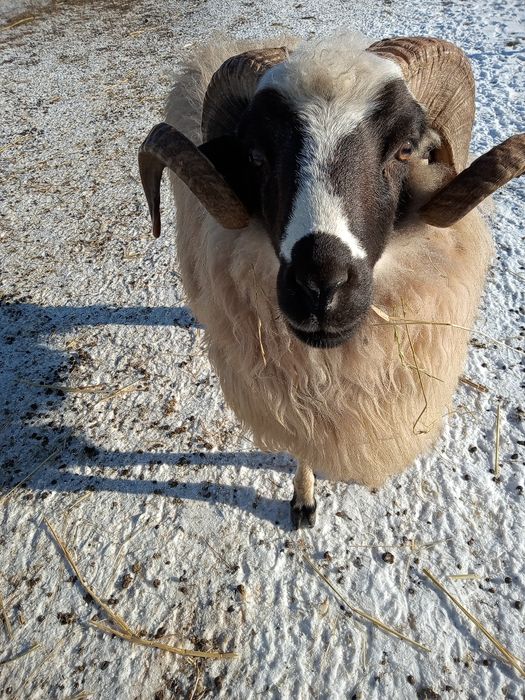 Vând berbecii brezi miori