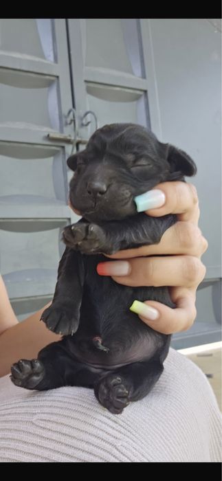 Ищем невесту для спаниеля