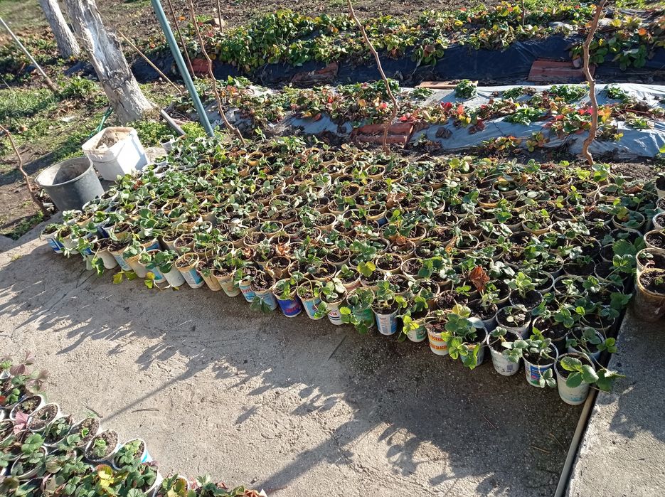 Ягоди разсад в кутийки